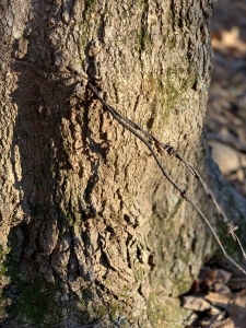 a close-up of a tree trunk with a couple threads of barbed wire through the middle of it