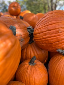 A big stack of pumpkins