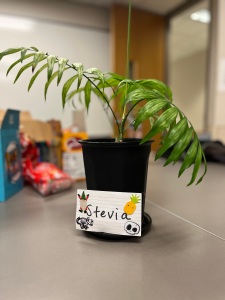A plant is in the center of the image on a table. There are snacks in the blurred background. The plant has a sign on the pot that says "Stevia" and the sign has stickers on it.